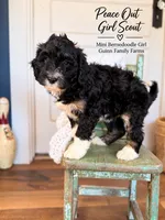 Peace Out Girl Scout , a female Bernedoodle and Miniature Bernedoodle for sale in Haslet, TX – 2 of 5