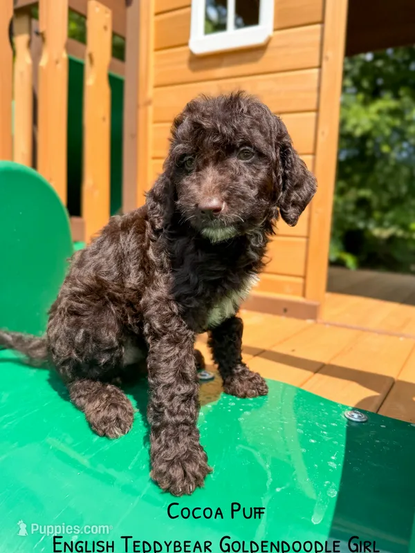 Chocolate Coco Puff – Goldendoodle, English Goldendoodle puppy for sale in Haslet, TX