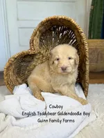 Cowboy , a male Goldendoodle for sale in Haslet, TX – 3 of 5