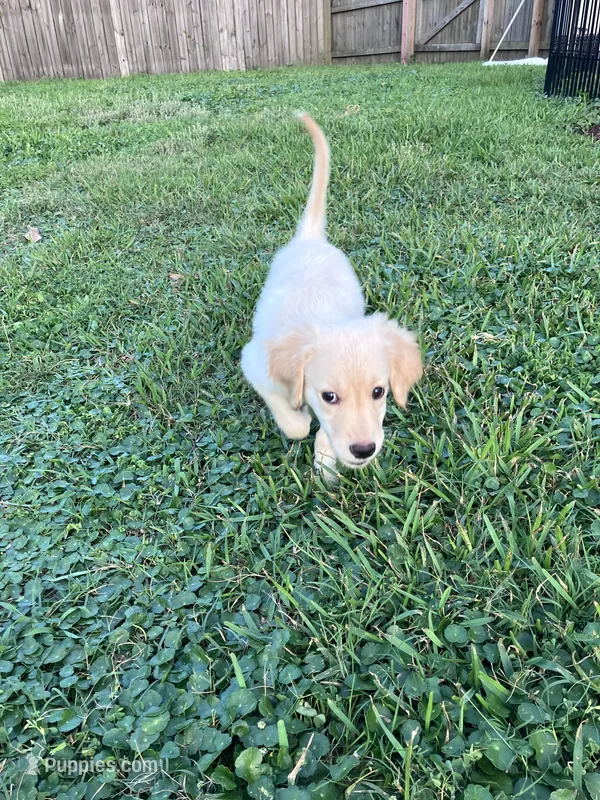 Gold  – Golden Retriever puppy for sale in Pensacola, FL