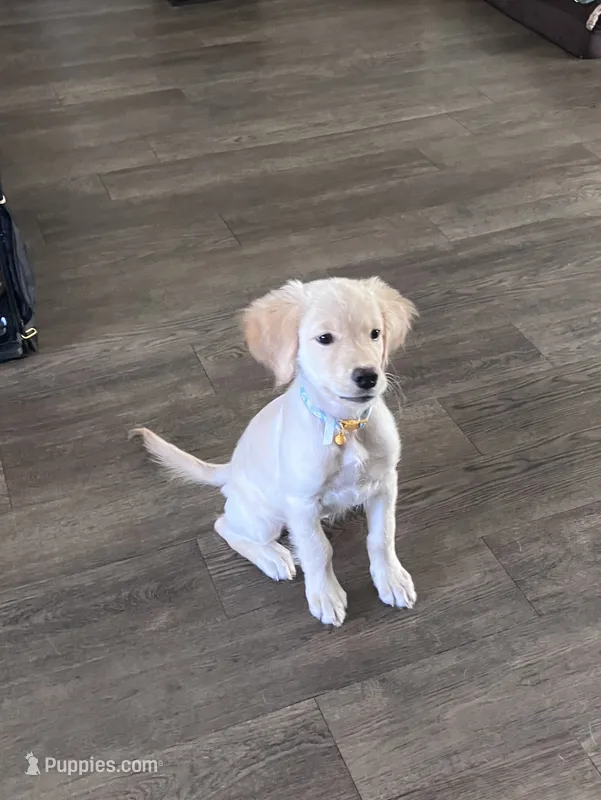 Girl 8 – Golden Retriever puppy for sale in Cantonment, FL