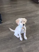 Girl 8, a female Golden Retriever for sale in Cantonment, FL – 1 of 6