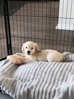 Girl 8, a female Golden Retriever for sale in Cantonment, FL – 2 of 6