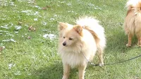 JESSIE, a male Pomeranian for sale in Newport, TN – Photo 2 of 4