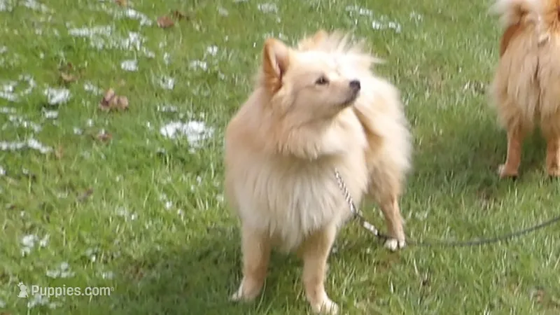 Kobe – Pomeranian puppy for sale in Newport, TN