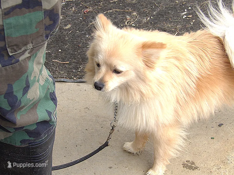 Kobe – Pomeranian puppy for sale in Newport, TN