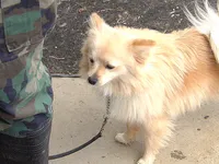Kobe, a male Pomeranian for sale in Newport, TN – 2 of 4