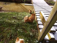Cyndra, a female Pomeranian for sale in Newport, TN – Photo 3 of 4