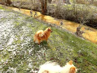 Cyndra, a female Pomeranian for sale in Newport, TN – Photo 4 of 4