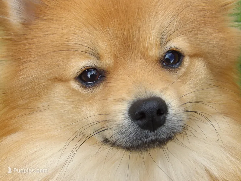 Cyndra – Pomeranian puppy for sale in Newport, TN