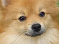 Cyndra, a female Pomeranian for sale in Newport, TN – Photo 1 of 4