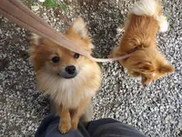 Cyndra, a female Pomeranian for sale in Newport, TN – Photo 2 of 4