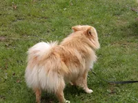 Kobe, a male Pomeranian for sale in Newport, TN – 3 of 4