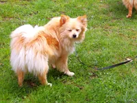 Kobe, a male Pomeranian for sale in Newport, TN – 4 of 4