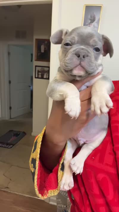 Biggie, a male French Bulldog for sale in Charlottesville, VA – 1 of 1
