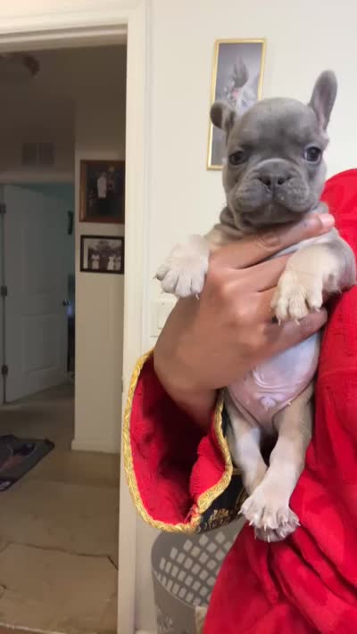 Waves, a male French Bulldog for sale in Charlottesville, VA – 1 of 1
