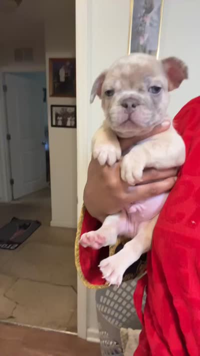 Mr. Piggy, a male French Bulldog for sale in Charlottesville, VA – 1 of 1