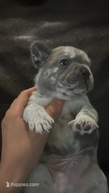 Jesús – French Bulldog puppy for sale in Phoenix, AZ