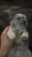 Jesús, a male French Bulldog for sale in Phoenix, AZ – 1 of 1