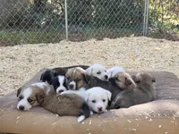 White Girl #3, a female Great Pyrenees and Labrador Retriever for sale in Montgomery, TX – Photo 4 of 5