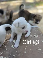 White Girl #3, a female Great Pyrenees and Labrador Retriever for sale in Montgomery, TX – Photo 1 of 5