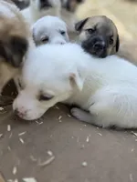 White Girl #3, a female Great Pyrenees and Labrador Retriever for sale in Montgomery, TX – Photo 3 of 5