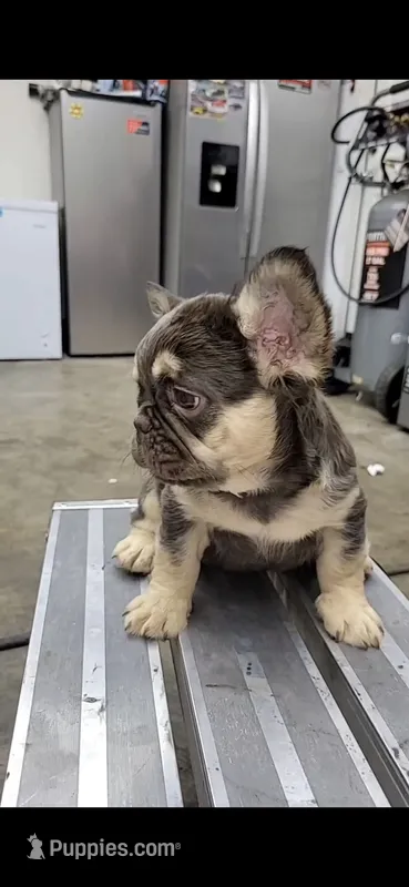 Fluffy frenchie – French Bulldog puppy for sale in Hemet, CA