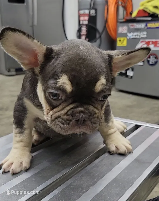 Fluffy carrier chocolate female – French Bulldog puppy for sale in Hemet, CA