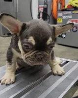 Fluffy carrier chocolate female, a female French Bulldog for sale in Hemet, CA – 1 of 2