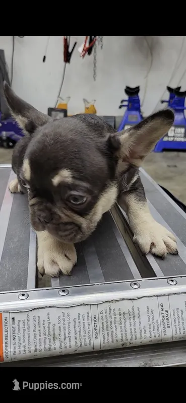 3x fluffy carrier male – French Bulldog puppy for sale in Hemet, CA