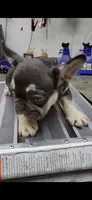3x fluffy carrier male, a male French Bulldog for sale in Hemet, CA – 1 of 2