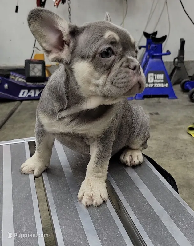 3x Fluffy carrier female frenchie – French Bulldog puppy for sale in Hemet, CA