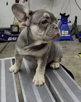 3x Fluffy carrier female frenchie, a female French Bulldog for sale in Hemet, CA – 1 of 2