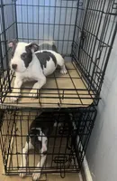 processed/d22819cc-661c-43c8-99c8-5ad6348aa417/listing/01de90f7-4e3d-4a47-871e-ea5acf42c428/10f52602-07d3-458a-9678-2b787c26cf5d