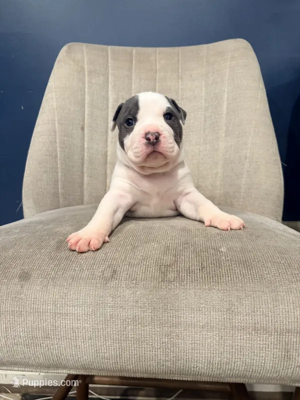 Penny and bluey da boy