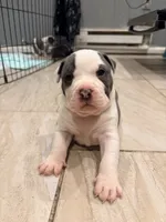 processed/d22819cc-661c-43c8-99c8-5ad6348aa417/listing/89cce2c7-a5b9-4dc2-a47b-642407b6d272/e749f776-1325-4584-9192-0a04b1116f05