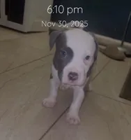 processed/d22819cc-661c-43c8-99c8-5ad6348aa417/listing/dc2e3182-4f1b-4a4b-b5d7-4b1fd010f7d1/83d7e508-a242-4086-9119-9cb01465a9df