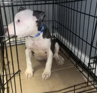 processed/d22819cc-661c-43c8-99c8-5ad6348aa417/listing/dc2e3182-4f1b-4a4b-b5d7-4b1fd010f7d1/f34706d1-bed4-41d7-8043-bcc1239eeeee