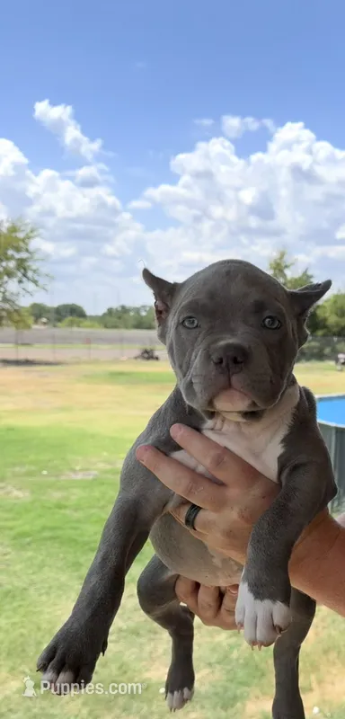 Luna – American Bully puppy for sale in Wylie, TX