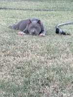 Orion, a male American Bully for sale in Wylie, TX – 4 of 4