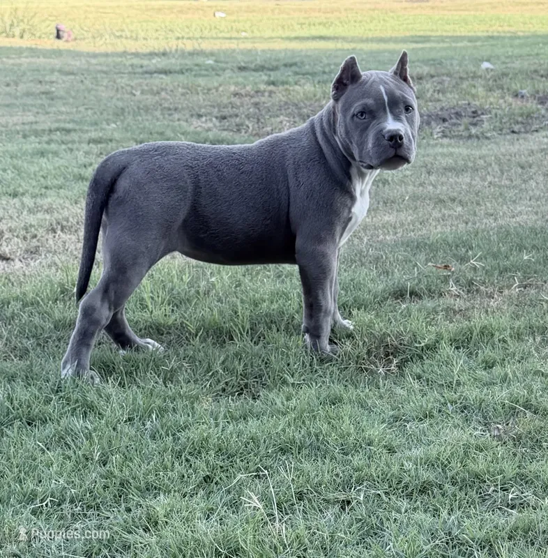 Vela  – American Bully puppy for sale in Wylie, TX