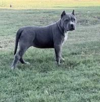 Vela , a female American Bully for sale in Wylie, TX – 1 of 3