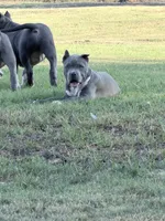 Luna, a female American Bully for sale in Wylie, TX – 2 of 2