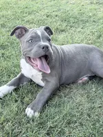 Ara, a female American Bully for sale in Wylie, TX – 3 of 3