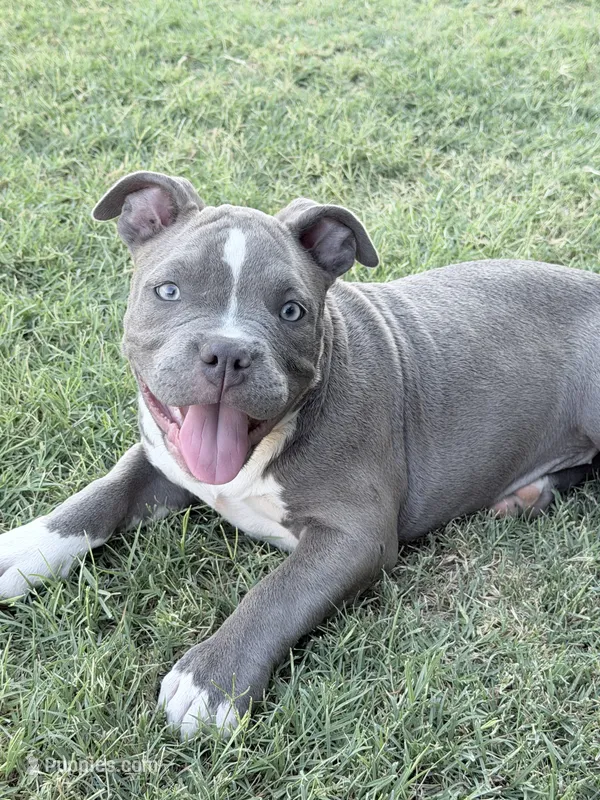 Ara – American Bully puppy for sale in Wylie, TX
