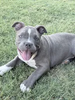 Ara, a female American Bully for sale in Wylie, TX – 1 of 3