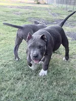 Orion, a male American Bully for sale in Wylie, TX – 2 of 4