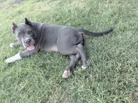 Atlas, a male American Bully for sale in Wylie, TX – 2 of 2