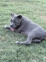 Ara, a female American Bully for sale in Wylie, TX – 2 of 3