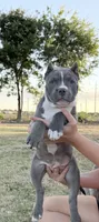 Vela , a female American Bully for sale in Wylie, TX – 2 of 3